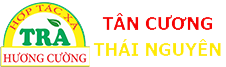 Trà Tân Cương Thái Nguyên