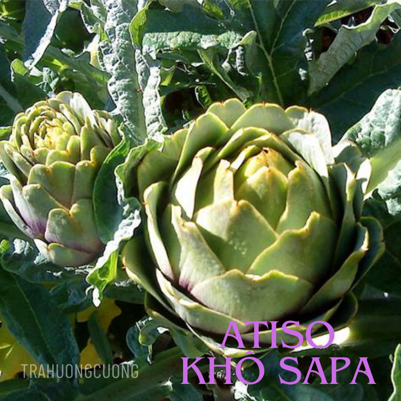 hoa atiso kho sapa 7